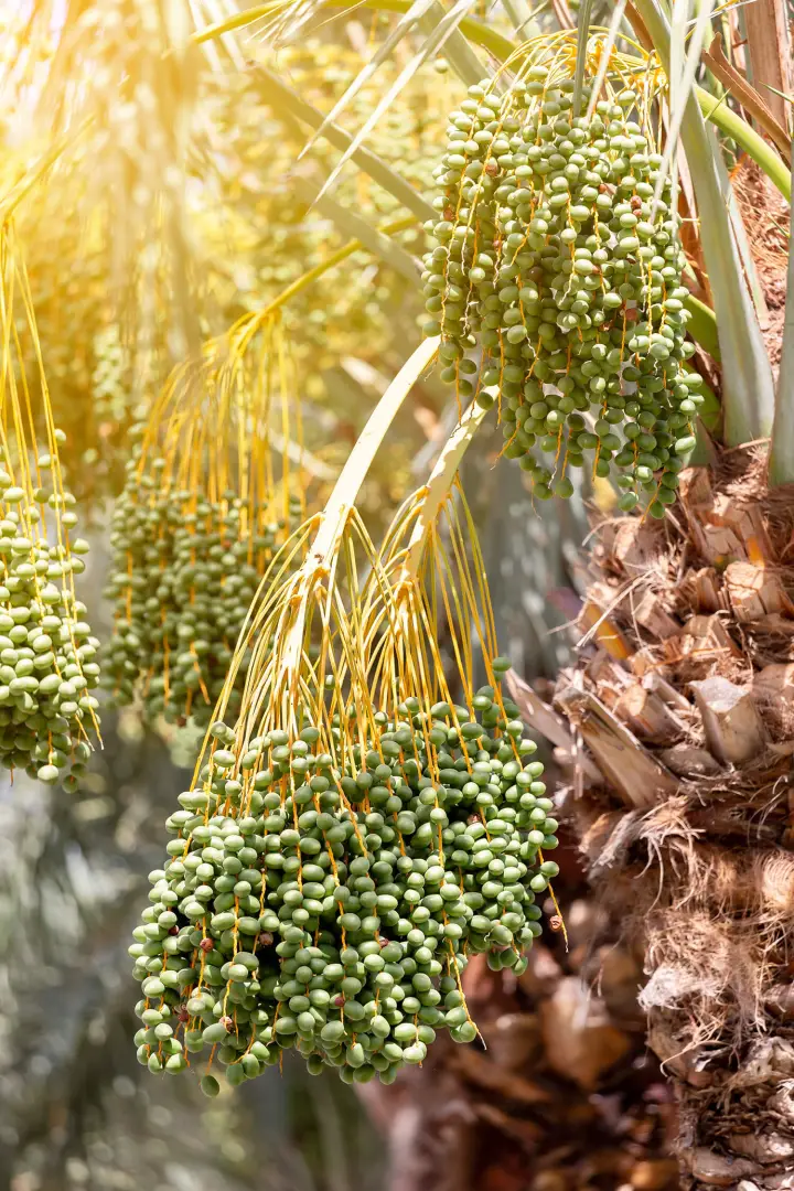 bunch-of-unripe-dates-on-a-palm-tree-closeup-YEGLS7V